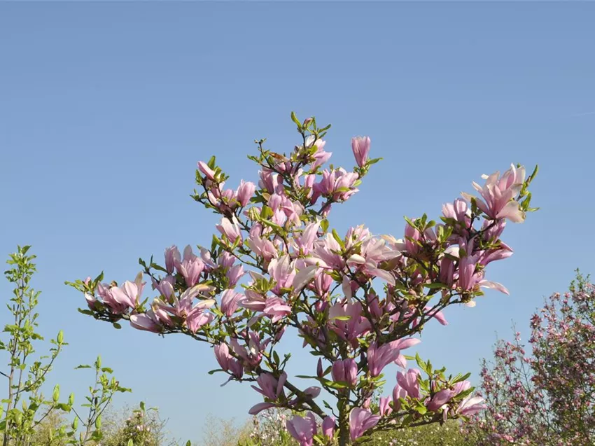 Magnolia x brooklynensis