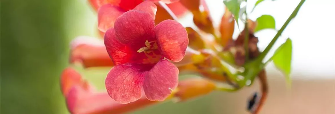 Campsis radicans 'Flamenco'