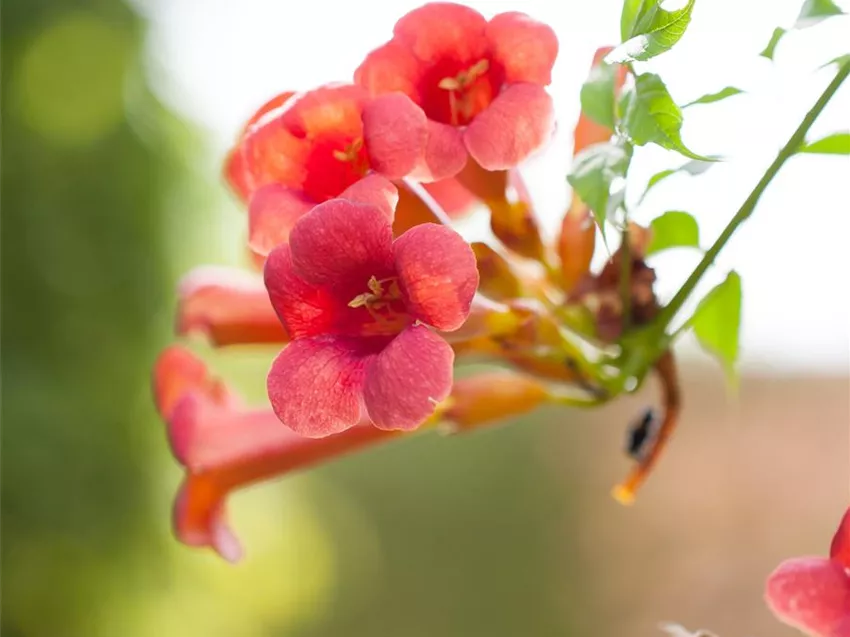 Campsis radicans 'Flamenco'