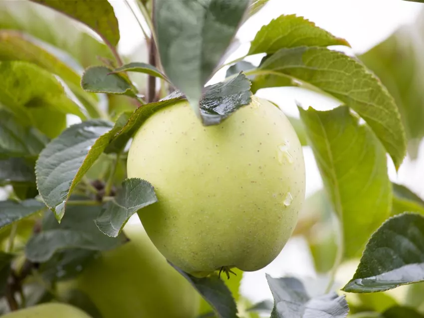 Malus domestica 'Klarapfel'
