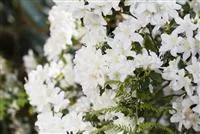 Rhododendron carolinianum 'Dora Amateis', Karolina-Rhododendron 'Dora  Amateis'