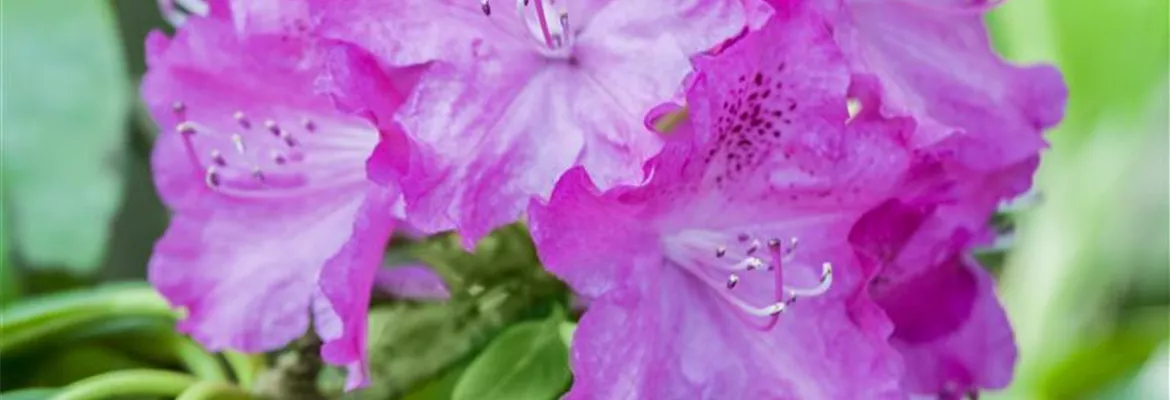 Rhododendron carolinianum 'P.J. Mezitt'