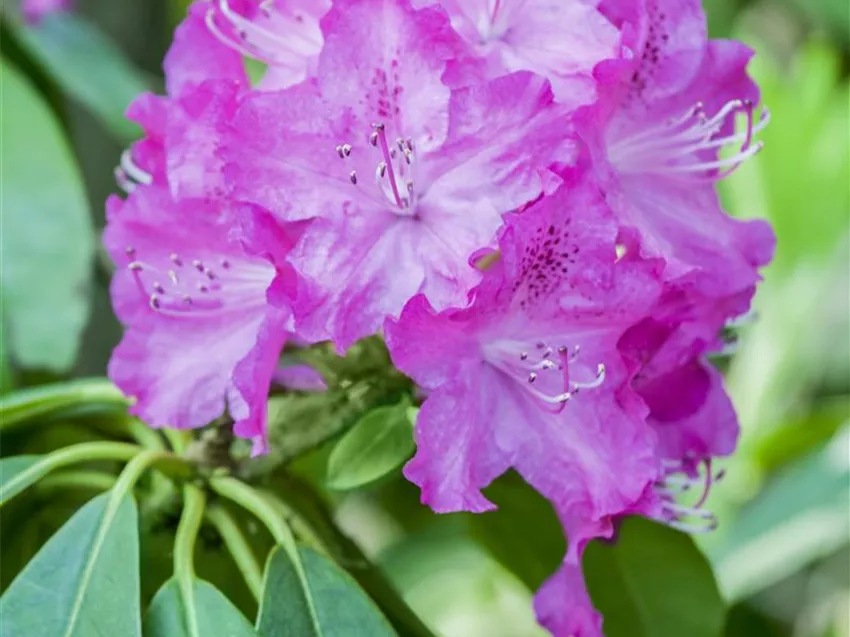 Rhododendron carolinianum 'P.J. Mezitt'