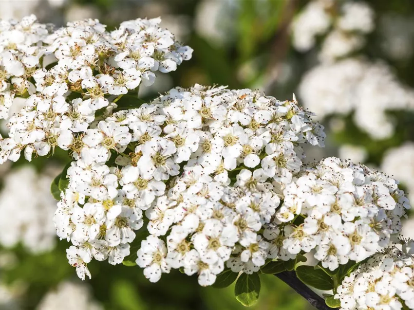 Spiraea nipponica 'Snowmound'
