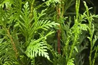 Thuja plicata 'Martin', Lebensbaum 'Martin'