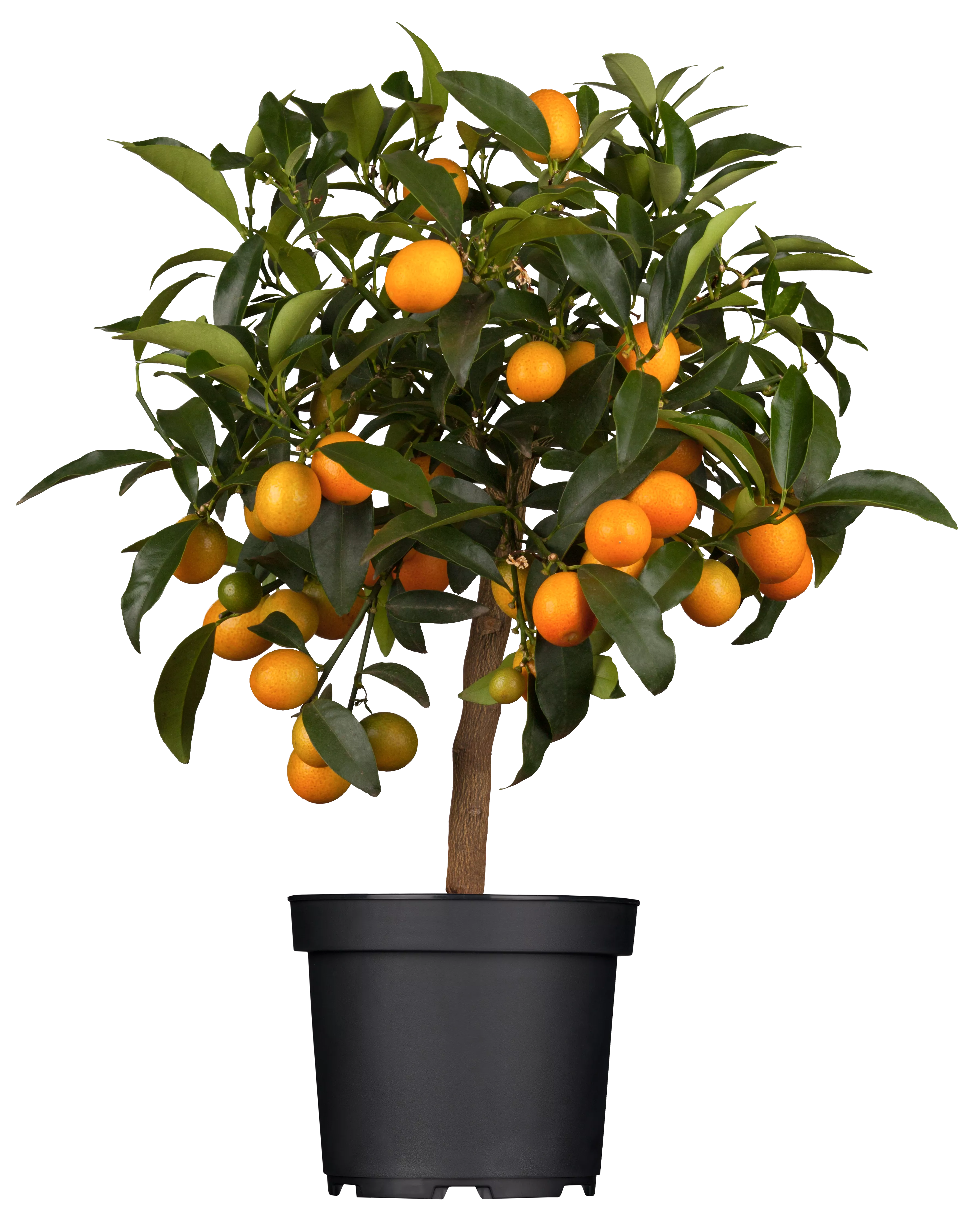 Citrus margarita, Ovale Kumquat