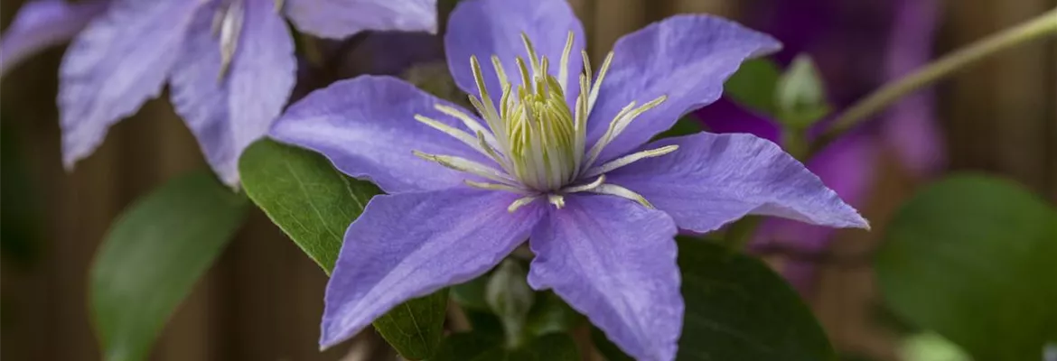 Clematis 'Justa'