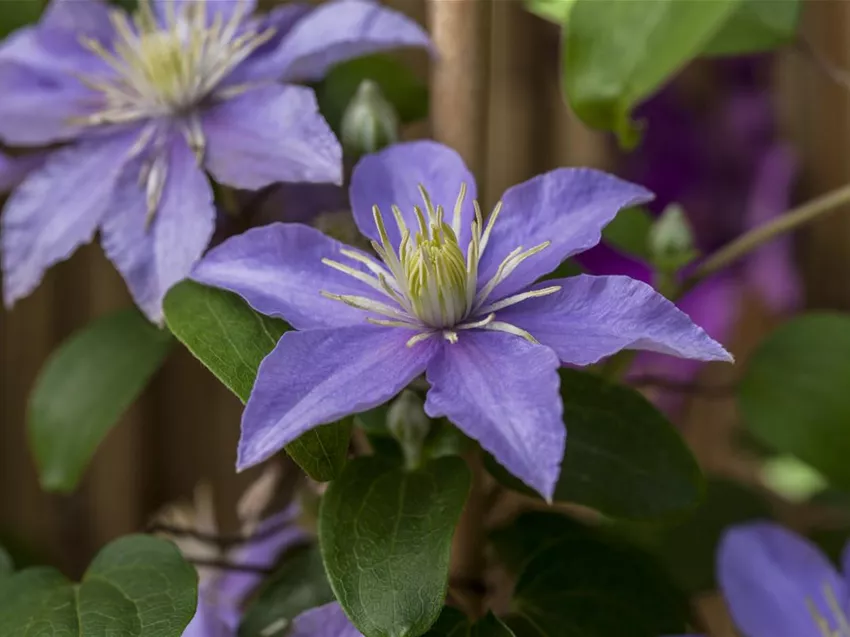 Clematis 'Justa'