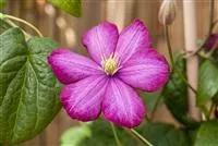 Clematis 'Ville de Lyon', Waldrebe 'Ville de Lyon'