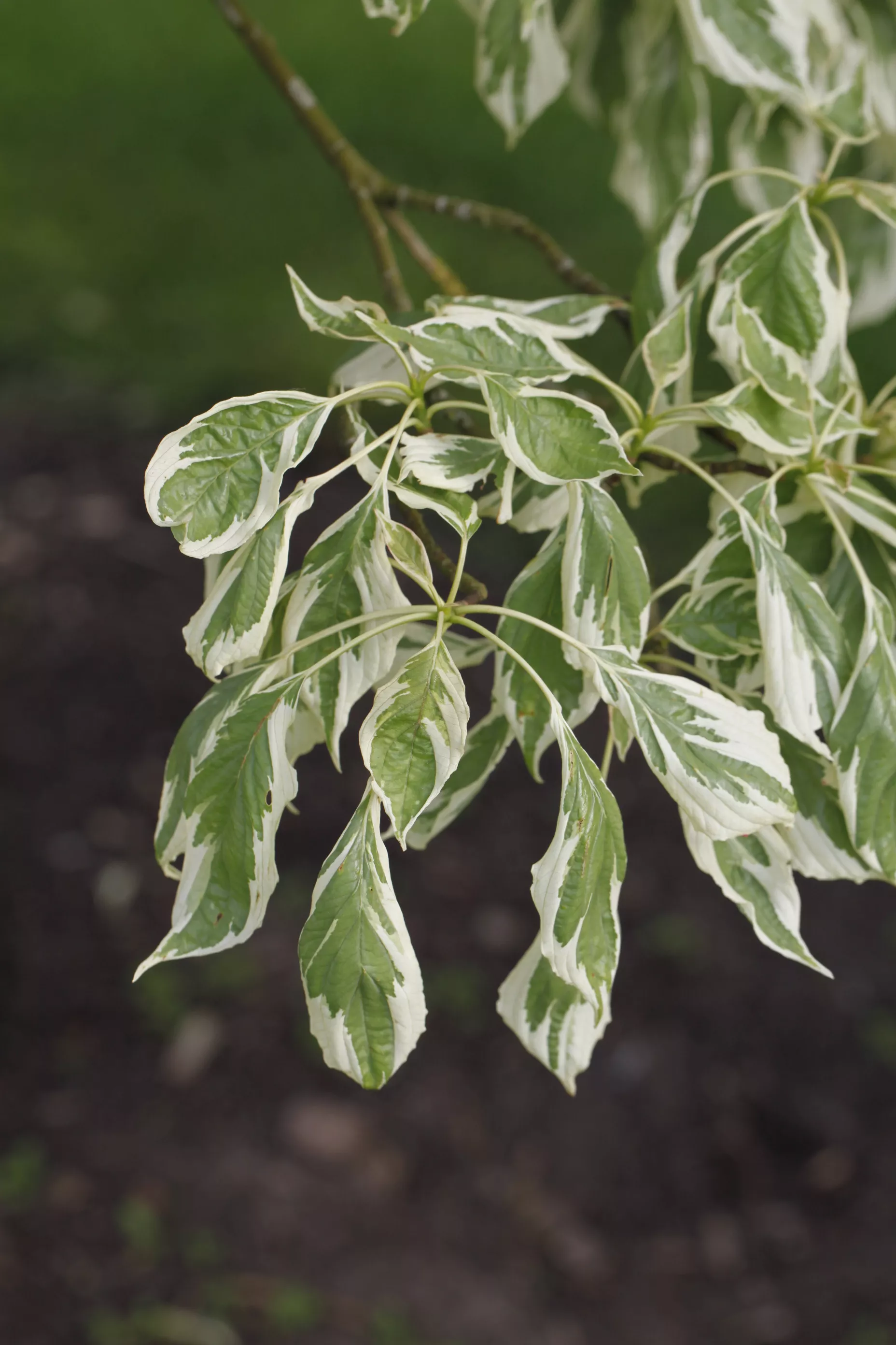 Cornus controversa 'Variegata', Hoher Weibunter Etagen-Hartriegel ' Variegata'