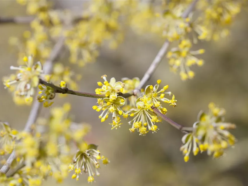Cornus mas