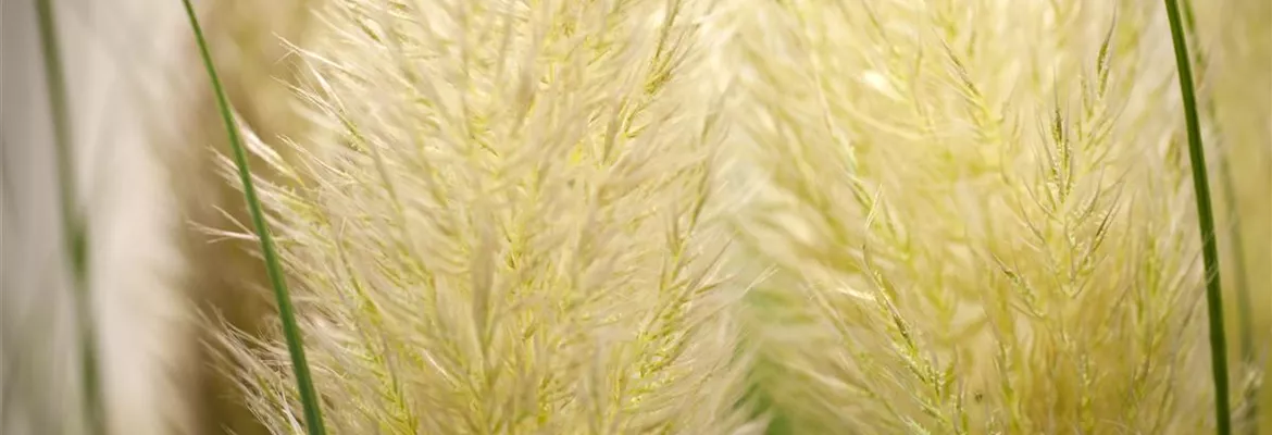 Cortaderia selloana 'Senior'