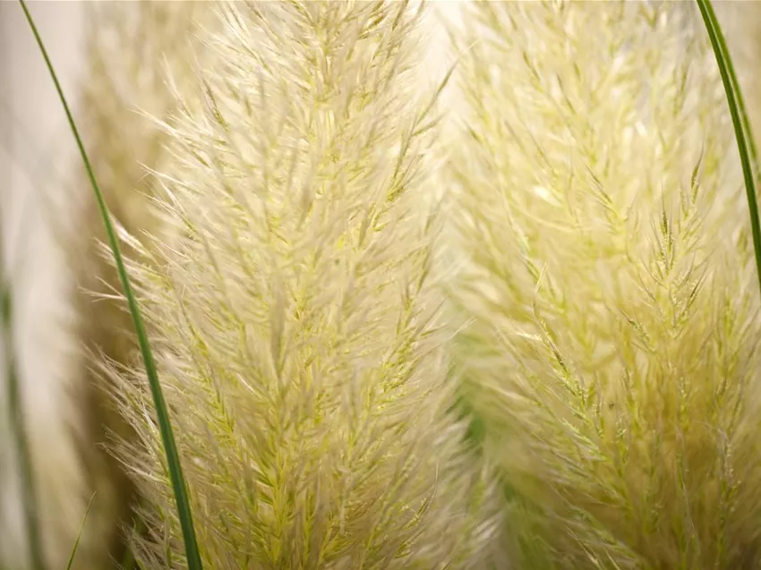 Cortaderia selloana 'Senior'