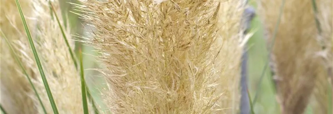 Cortaderia selloana 'Pumila'