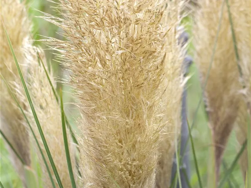 Cortaderia selloana 'Pumila'