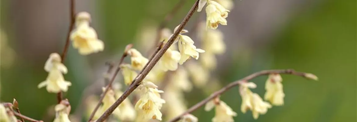Corylopsis pauciflora