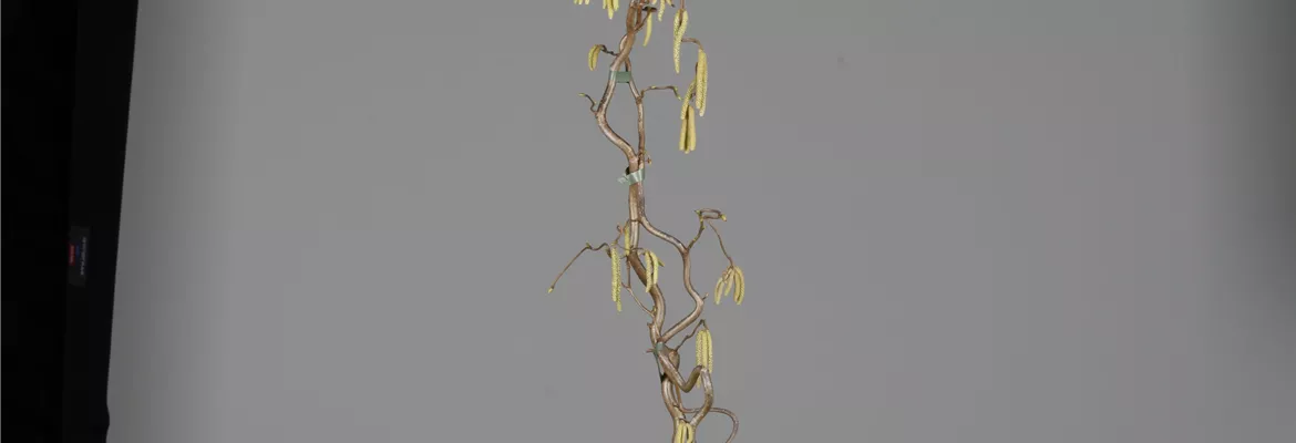 Corylus avellana 'Contorta'