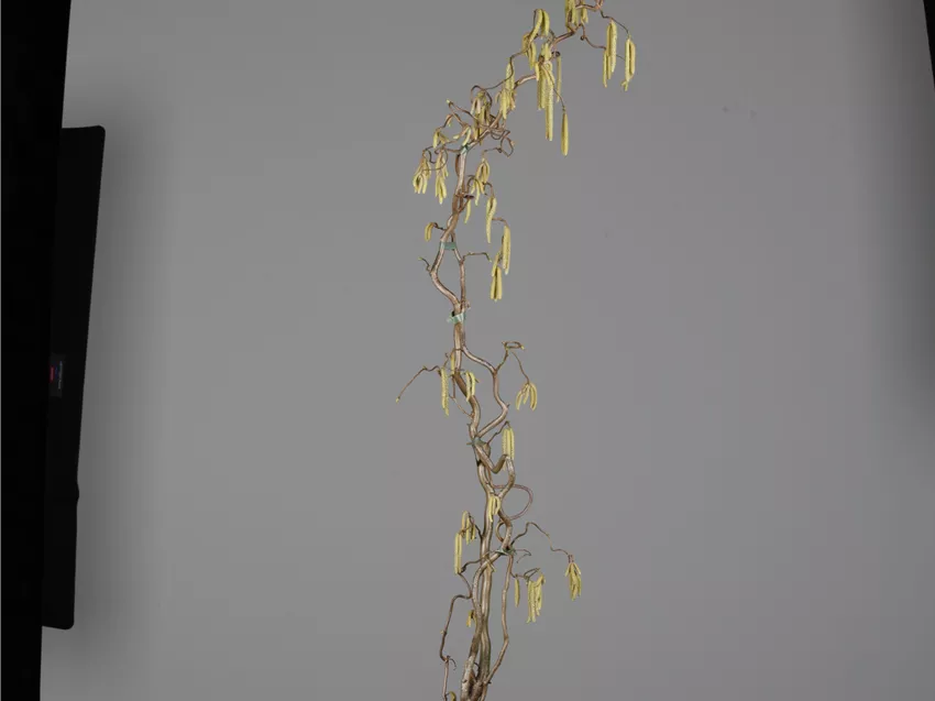 Corylus avellana 'Contorta'