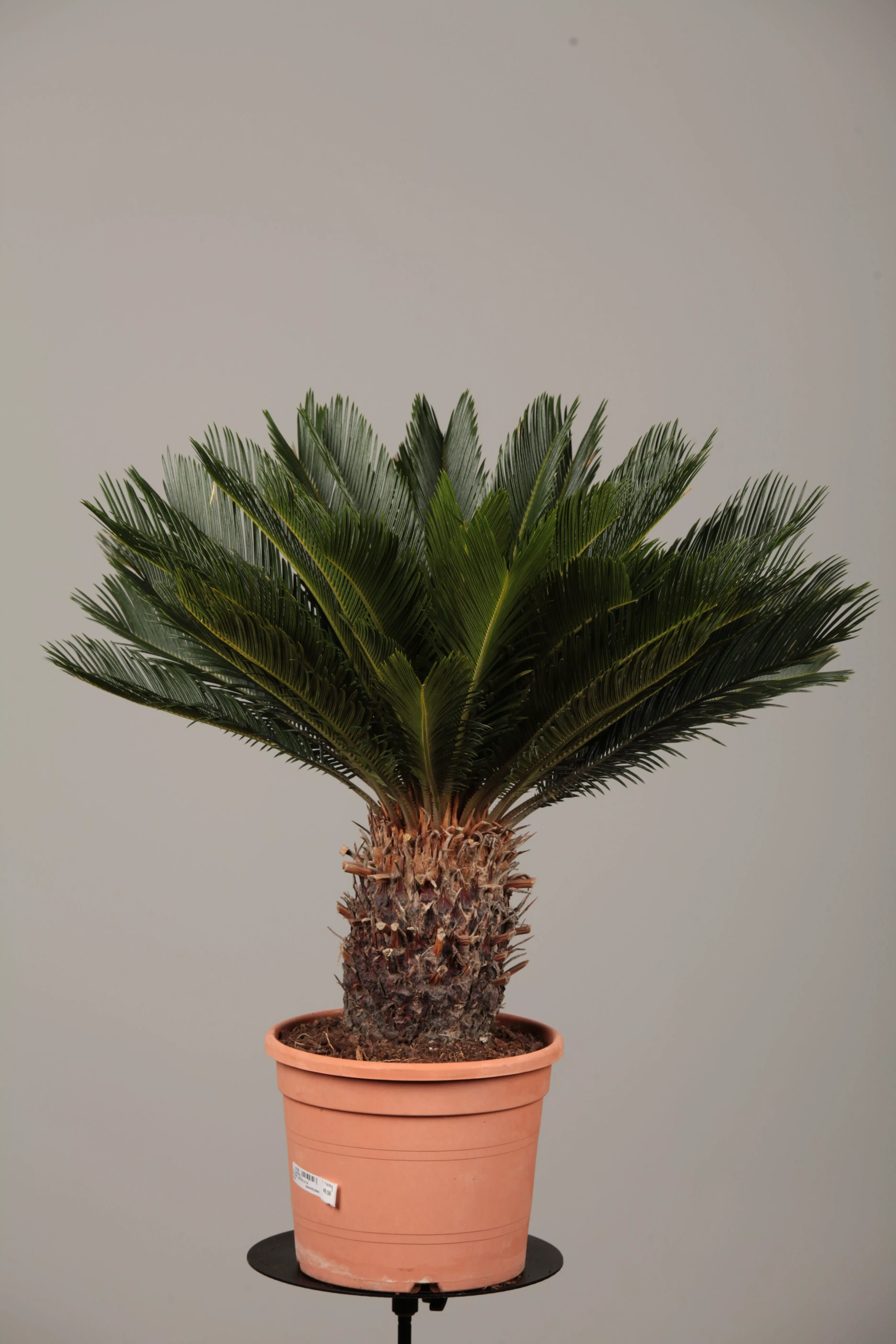 Cycas revoluta, Palmfarn