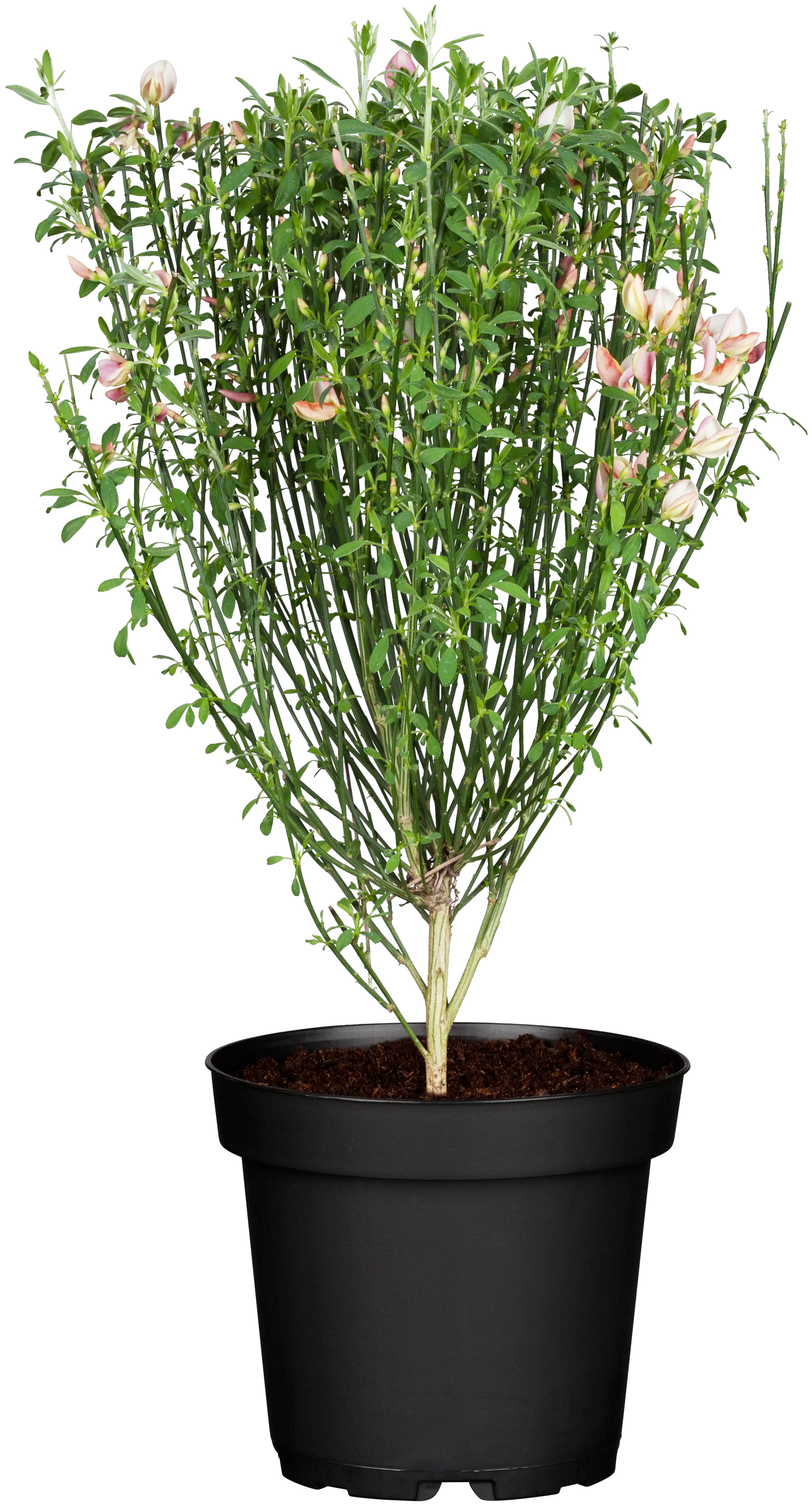 Cytisus x praecox 'Zeelandia', Elfenbeinginster 'Zeelandia'