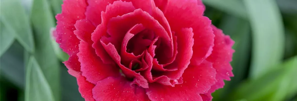 Der 1. Mai – was hat er mit Pflanzen und Blumen zu tun?