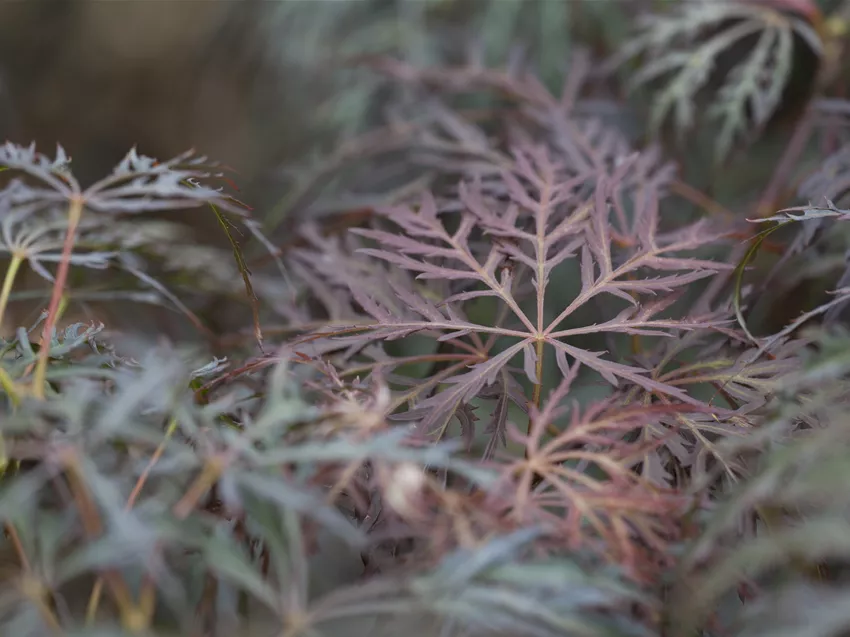 Acer palmatum 'Crimson Queen'