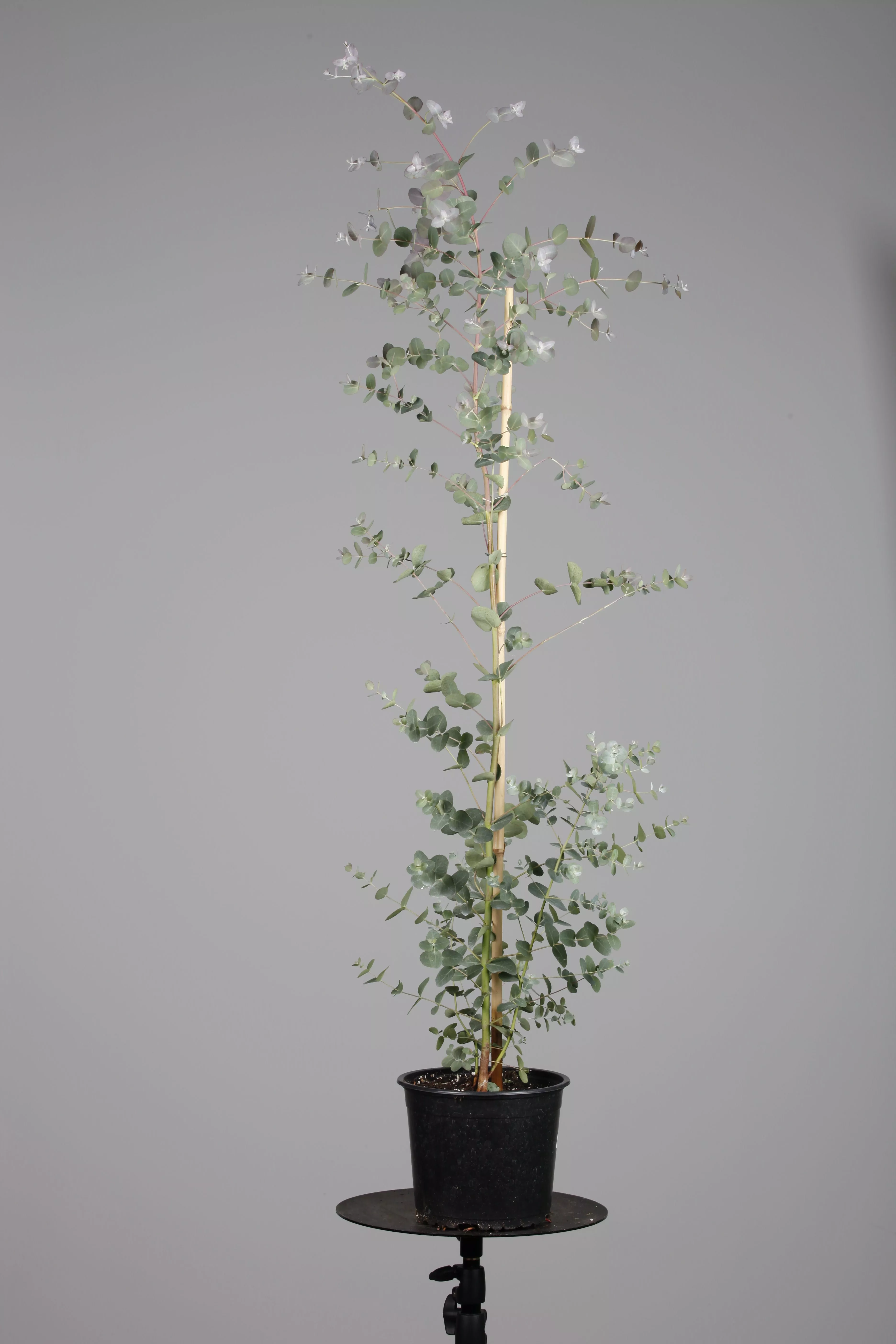 thuja smaragd düngen bittersalz Thuja Dünger flüssig 500ml Konzentrat