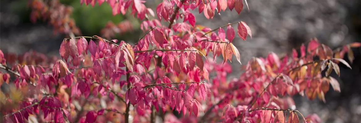 Euonymus alatus