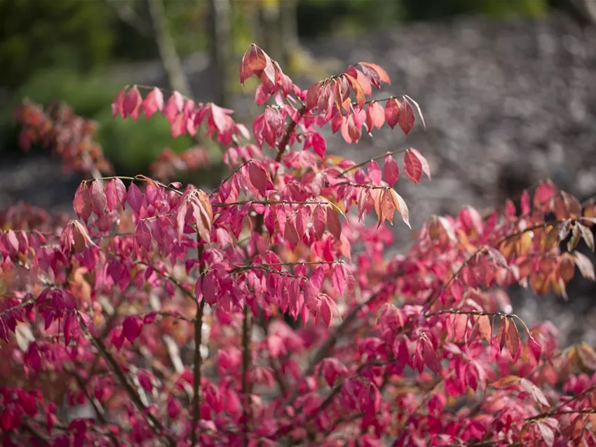 Euonymus alatus