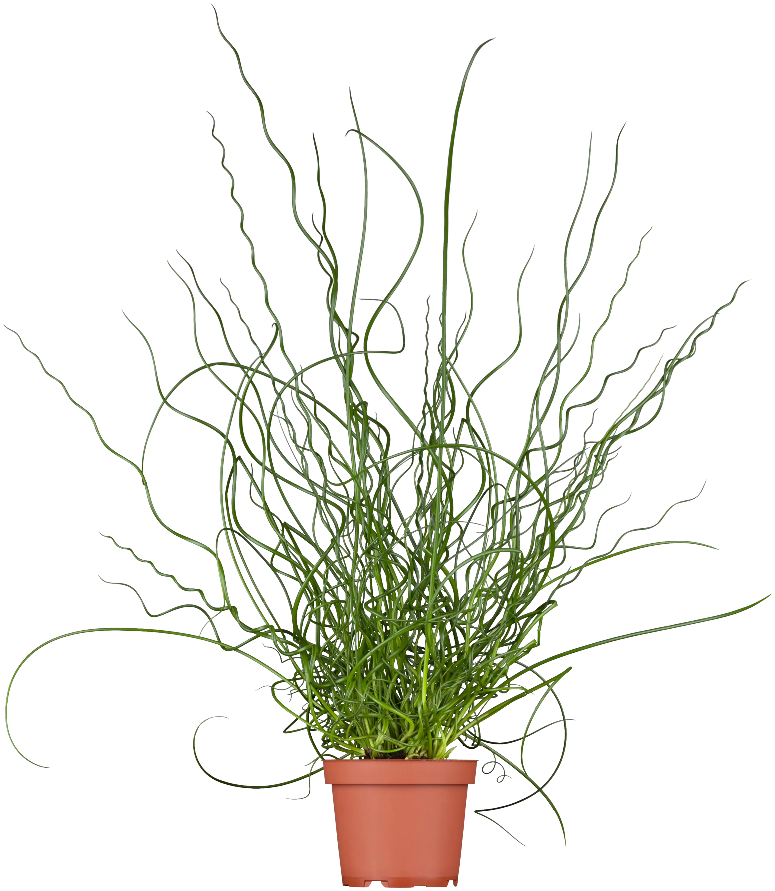 Juncus effusus 'Spiralis', Spiralige Garten-Binse