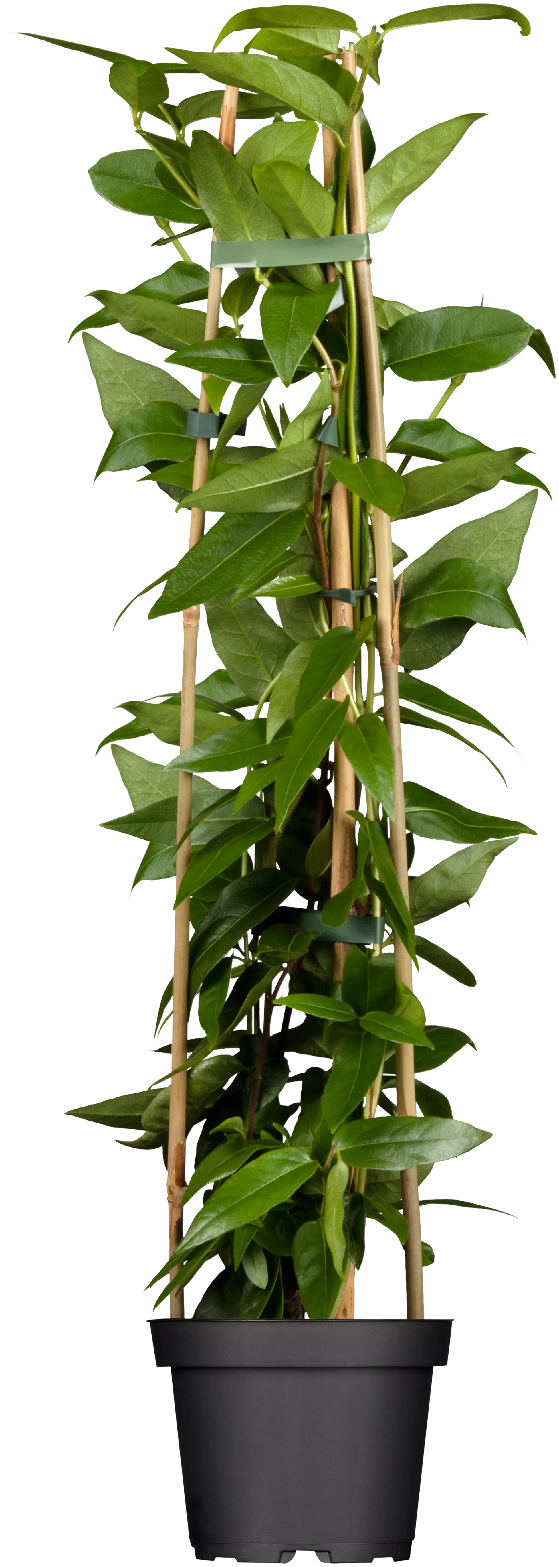 Lonicera henryi, Immergrne Geischlinge