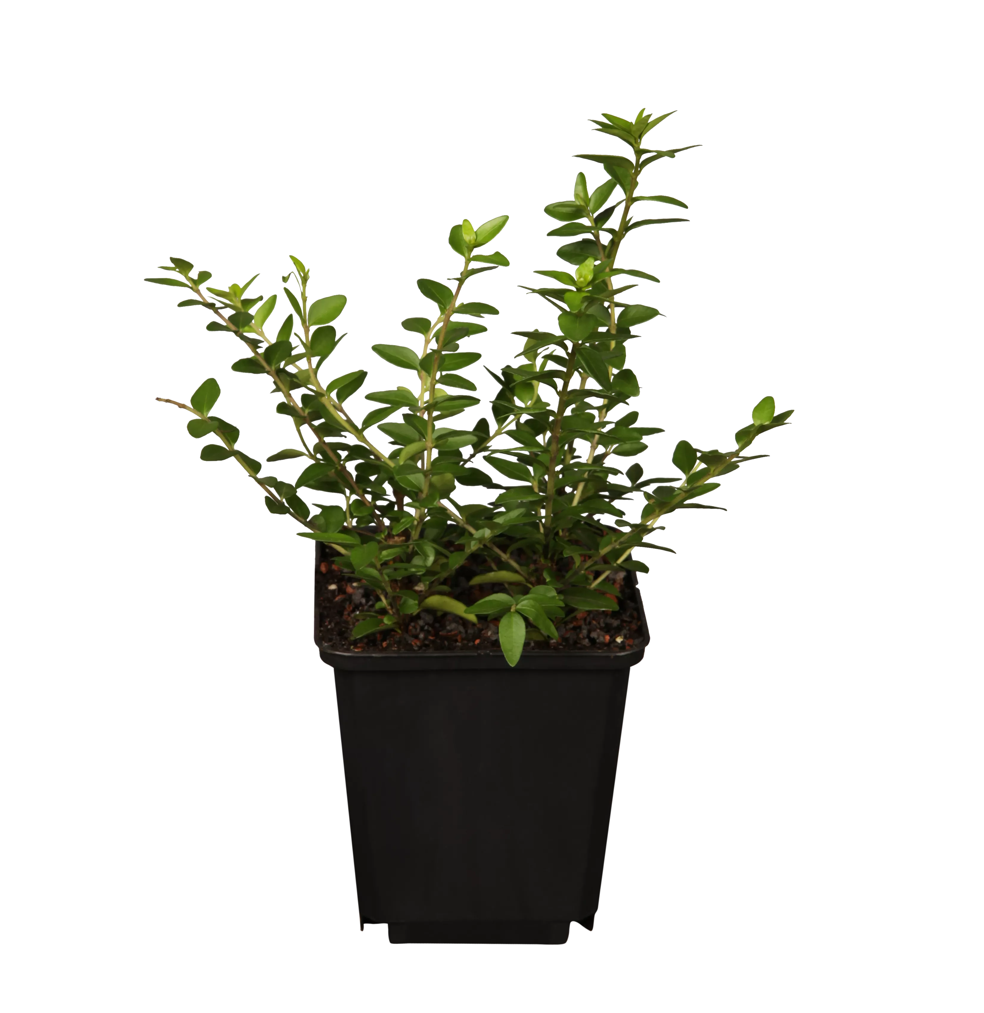 Lonicera nitida 'Maigrn', Heckenmyrte 'Maigrn'