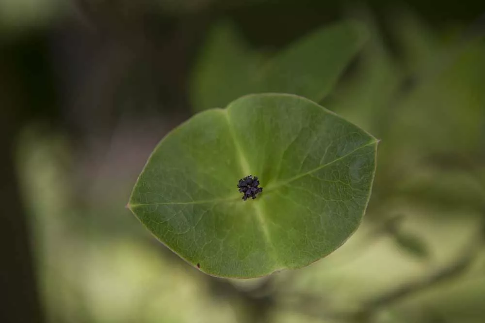 philodendron pflanzen Philodendron Billicosum - Studio Plantes