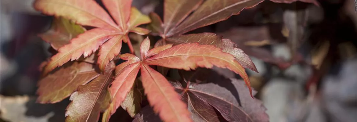 Acer palmatum 'Skeeter´s Broom'