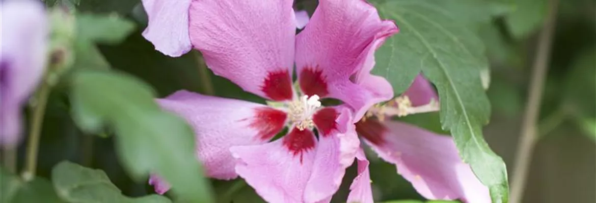 Hibiscus syriacus 'Woodbridge'