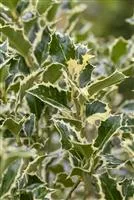 Ilex aquifolium 'Argentea Marginata', Weibunte Stechpalme 'Argentea  Marginata'
