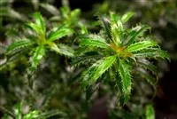 thuja for sale Green Giant Arborvitae Tree