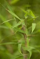 Fargesia murielae 'Bimbo', Gartenbambus 'Bimbo'