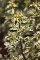 Ilex aquifolium 'White Cream', Stechpalme 'White Cream'