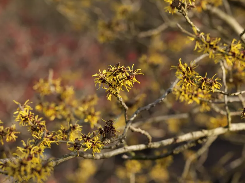Hamamelis x intermedia 'Westerstede'