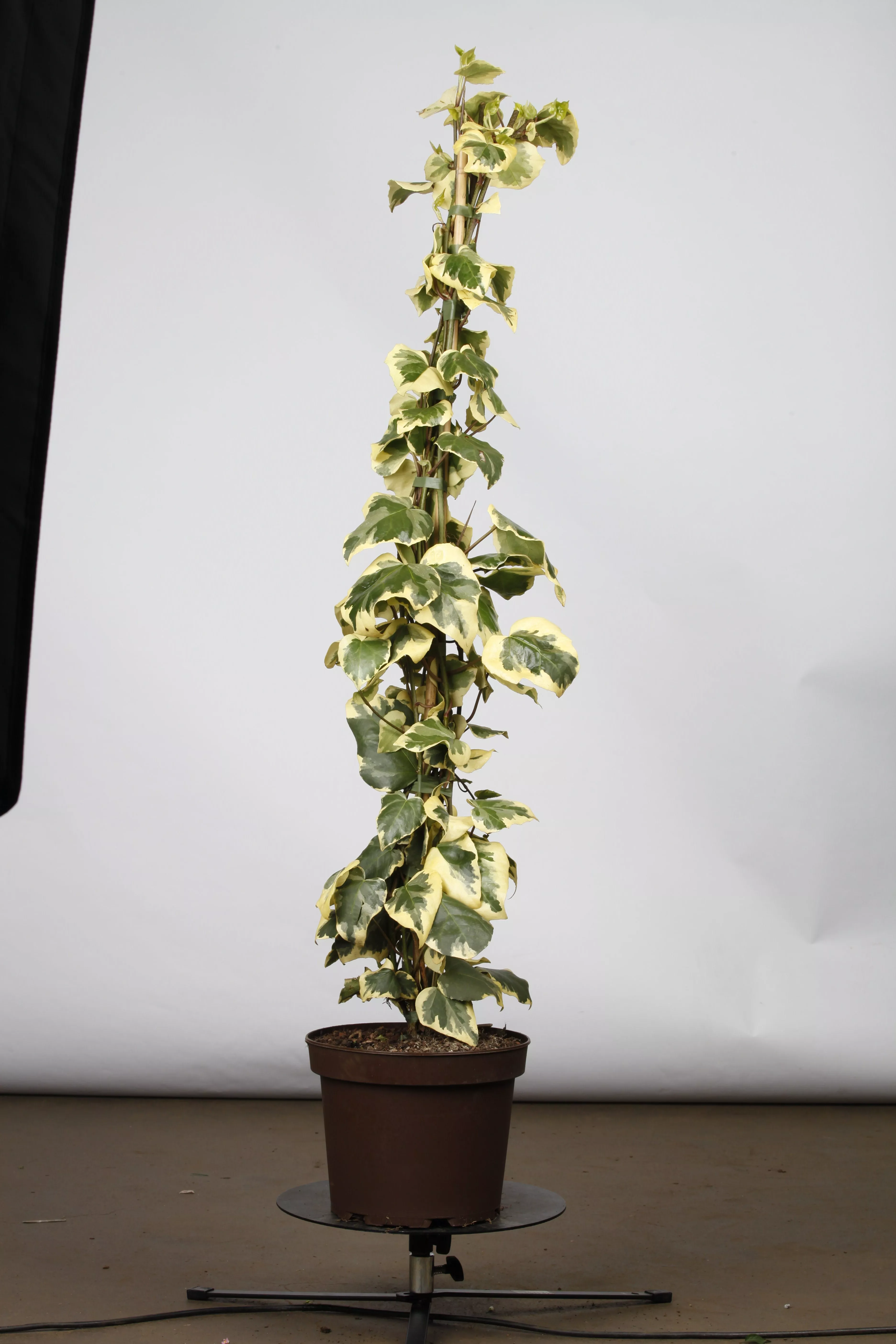 monstera im aquarium Swiss Cheese Vine Rooted Stems or Pots – Glass Grown Aquatics main image 1